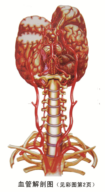 血管解剖圖.jpg